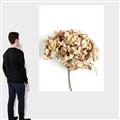 Picture of Dried Hydrangea _GroupedProduct_Rectangle_Portrait_Photography _GroupedProduct_Rectangle_Portrait_Canvas_