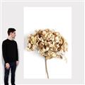 Picture of Dried Hydrangea _GroupedProduct_Rectangle_Portrait_Photography _GroupedProduct_Rectangle_Portrait_Canvas_