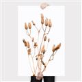 Picture of Dried Lilies  _GroupedProduct_Rectangle_Portrait_Photography _GroupedProduct_Rectangle_Portrait_Canvas_