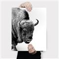 Picture of Buffalo Bill _GroupedProduct_Rectangle_Portrait_Photography _GroupedProduct_Rectangle_Portrait_Canvas_