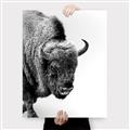 Picture of Buffalo Bill _GroupedProduct_Rectangle_Portrait_Photography _GroupedProduct_Rectangle_Portrait_Canvas_