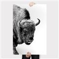 Picture of Buffalo Bill _GroupedProduct_Rectangle_Portrait_Photography _GroupedProduct_Rectangle_Portrait_Canvas_