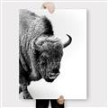 Picture of Buffalo Bill _GroupedProduct_Rectangle_Portrait_Photography _GroupedProduct_Rectangle_Portrait_Canvas_