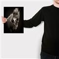 Picture of Ebony, the Horse _GroupedProduct_Rectangle_Portrait_Photography _GroupedProduct_Rectangle_Portrait_Canvas_