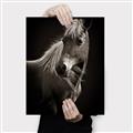 Picture of Ebony, the Horse _GroupedProduct_Rectangle_Portrait_Photography _GroupedProduct_Rectangle_Portrait_Canvas_