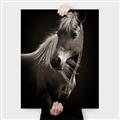 Picture of Ebony, the Horse _GroupedProduct_Rectangle_Portrait_Photography _GroupedProduct_Rectangle_Portrait_Canvas_