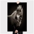 Picture of Ebony, the Horse _GroupedProduct_Rectangle_Portrait_Photography _GroupedProduct_Rectangle_Portrait_Canvas_