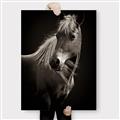Picture of Ebony, the Horse _GroupedProduct_Rectangle_Portrait_Photography _GroupedProduct_Rectangle_Portrait_Canvas_