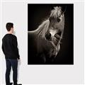 Picture of Ebony, the Horse _GroupedProduct_Rectangle_Portrait_Photography _GroupedProduct_Rectangle_Portrait_Canvas_