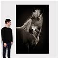 Picture of Ebony, the Horse _GroupedProduct_Rectangle_Portrait_Photography _GroupedProduct_Rectangle_Portrait_Canvas_