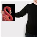 Picture of Flamingo Flame _GroupedProduct_Rectangle_Portrait_Photography _GroupedProduct_Rectangle_Portrait_Canvas_
