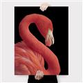 Picture of Flamingo Flame _GroupedProduct_Rectangle_Portrait_Photography _GroupedProduct_Rectangle_Portrait_Canvas_
