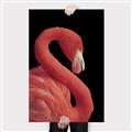 Picture of Flamingo Flame _GroupedProduct_Rectangle_Portrait_Photography _GroupedProduct_Rectangle_Portrait_Canvas_