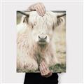 Picture of Furry Cow _GroupedProduct_Rectangle_Portrait_Photography _GroupedProduct_Rectangle_Portrait_Canvas_