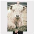 Picture of Furry Cow _GroupedProduct_Rectangle_Portrait_Photography _GroupedProduct_Rectangle_Portrait_Canvas_