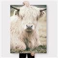 Picture of Furry Cow _GroupedProduct_Rectangle_Portrait_Photography _GroupedProduct_Rectangle_Portrait_Canvas_