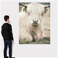 Picture of Furry Cow _GroupedProduct_Rectangle_Portrait_Photography _GroupedProduct_Rectangle_Portrait_Canvas_