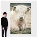 Picture of Furry Cow _GroupedProduct_Rectangle_Portrait_Photography _GroupedProduct_Rectangle_Portrait_Canvas_