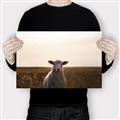 Picture of Grazing Sheep  _GroupedProduct_Rectangle_Landscape_Photography _GroupedProduct_Rectangle_Landscape_Canvas_