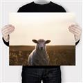 Picture of Grazing Sheep  _GroupedProduct_Rectangle_Landscape_Photography _GroupedProduct_Rectangle_Landscape_Canvas_