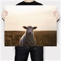 Picture of Grazing Sheep  _GroupedProduct_Rectangle_Landscape_Photography _GroupedProduct_Rectangle_Landscape_Canvas_