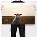 Picture of Grazing Sheep  _GroupedProduct_Rectangle_Landscape_Photography _GroupedProduct_Rectangle_Landscape_Canvas_