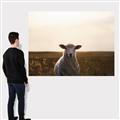 Picture of Grazing Sheep  _GroupedProduct_Rectangle_Landscape_Photography _GroupedProduct_Rectangle_Landscape_Canvas_