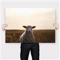 Picture of Grazing Sheep  _GroupedProduct_Rectangle_Landscape_Photography _GroupedProduct_Rectangle_Landscape_Canvas_