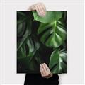 Picture of Greenleaf II _GroupedProduct_Rectangle_Portrait_Photography _GroupedProduct_Rectangle_Portrait_Canvas_