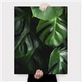 Picture of Greenleaf II _GroupedProduct_Rectangle_Portrait_Photography _GroupedProduct_Rectangle_Portrait_Canvas_