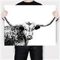 Picture of Jackson, The Bull  _GroupedProduct_Rectangle_Landscape_Photography _GroupedProduct_Rectangle_Landscape_Canvas_