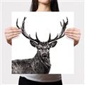 Picture of James, the Stag  _GroupedProduct_Square_Photography _GroupedProduct_Square_Canvas_