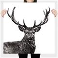 Picture of James, the Stag  _GroupedProduct_Square_Photography _GroupedProduct_Square_Canvas_