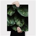 Picture of Jungle Leaves  _GroupedProduct_Rectangle_Portrait_Photography _GroupedProduct_Rectangle_Portrait_Canvas_