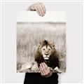 Picture of Lion Stare _GroupedProduct_Rectangle_Portrait_Photography _GroupedProduct_Rectangle_Portrait_Canvas_