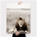 Picture of Lion Stare _GroupedProduct_Rectangle_Portrait_Photography _GroupedProduct_Rectangle_Portrait_Canvas_