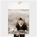 Picture of Lion Stare _GroupedProduct_Rectangle_Portrait_Photography _GroupedProduct_Rectangle_Portrait_Canvas_