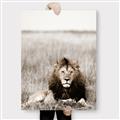 Picture of Lion Stare _GroupedProduct_Rectangle_Portrait_Photography _GroupedProduct_Rectangle_Portrait_Canvas_