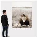 Picture of Lion Stare _GroupedProduct_Rectangle_Portrait_Photography _GroupedProduct_Rectangle_Portrait_Canvas_