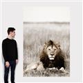 Picture of Lion Stare _GroupedProduct_Rectangle_Portrait_Photography _GroupedProduct_Rectangle_Portrait_Canvas_