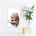 Picture of Dried Flower I  _GroupedProduct_Rectangle_Portrait_Photography _GroupedProduct_Rectangle_Portrait_Canvas_