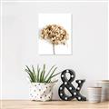Picture of Dried Hydrangea _GroupedProduct_Rectangle_Portrait_Photography _GroupedProduct_Rectangle_Portrait_Canvas_