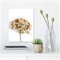 Picture of Dried Hydrangea _GroupedProduct_Rectangle_Portrait_Photography _GroupedProduct_Rectangle_Portrait_Canvas_