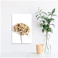 Picture of Dried Hydrangea _GroupedProduct_Rectangle_Portrait_Photography _GroupedProduct_Rectangle_Portrait_Canvas_