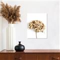 Picture of Dried Hydrangea _GroupedProduct_Rectangle_Portrait_Photography _GroupedProduct_Rectangle_Portrait_Canvas_