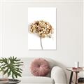 Picture of Dried Hydrangea _GroupedProduct_Rectangle_Portrait_Photography _GroupedProduct_Rectangle_Portrait_Canvas_