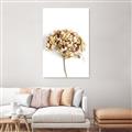 Picture of Dried Hydrangea _GroupedProduct_Rectangle_Portrait_Photography _GroupedProduct_Rectangle_Portrait_Canvas_