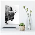 Picture of Buffalo Bill _GroupedProduct_Rectangle_Portrait_Photography _GroupedProduct_Rectangle_Portrait_Canvas_