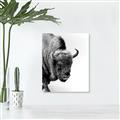 Picture of Buffalo Bill _GroupedProduct_Rectangle_Portrait_Photography _GroupedProduct_Rectangle_Portrait_Canvas_