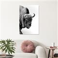 Picture of Buffalo Bill _GroupedProduct_Rectangle_Portrait_Photography _GroupedProduct_Rectangle_Portrait_Canvas_